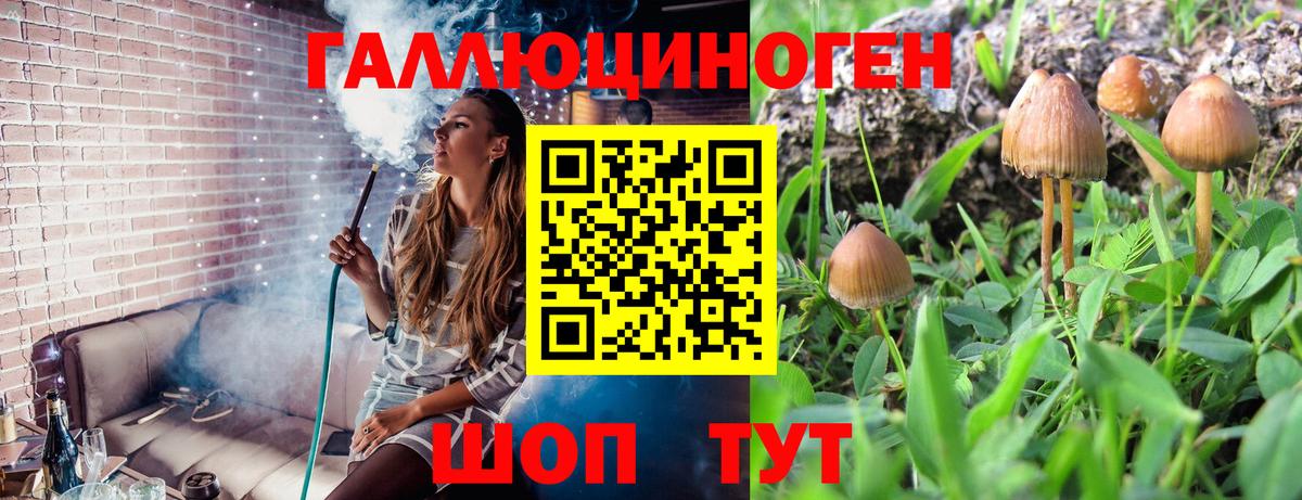 Псилоцибиновые грибы Psilocybe Златоуст
